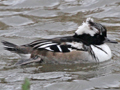 Smew x Hooded Merganser hybrid